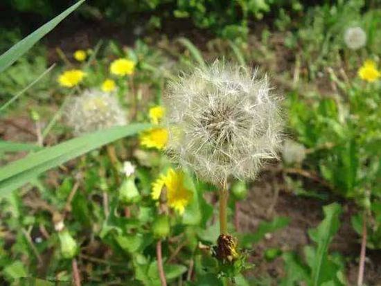 Dandelion2.jpg